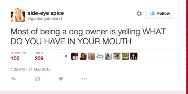 Top 20 best dog tweets "Most of being a dog owner is yelling WHAT DO YOU HAVE IN YOUR MOUTH"